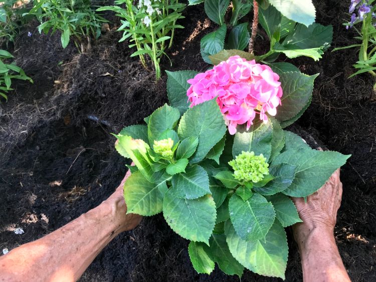 Get the biggest blooms ever on hydrangeas with these fertilization tips