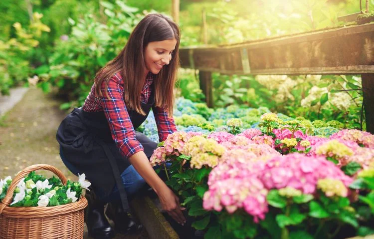 Get the biggest blooms ever on hydrangeas with these fertilization tips